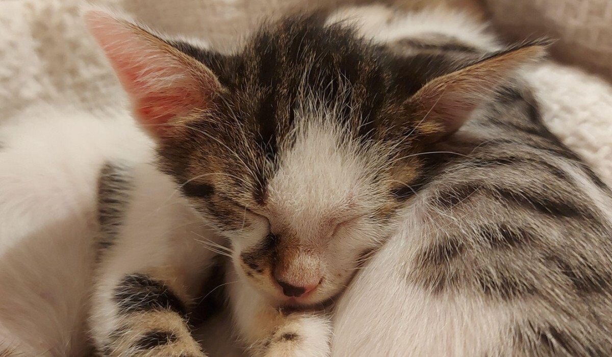 Weekend-ul acesta devine scena principală pentru iubitorii de animale din România, odată cu desfășurarea evenimentului considerat „Oscarurile lumii felinelor”, la București