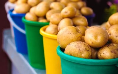 Perioada optimă pentru plantarea cartofilor primăvara, garantând o recoltă mare