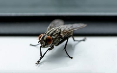 De ce muștele își freacă „picioarele”: un comportament mai profund decât pare la prima vedere Probabil că, la un moment dat, ați observat cu toții acea scenă familiară: o muscă care, în mod insistent, își freacă picioarele din față, ca și cum ar plănui un plan malefic