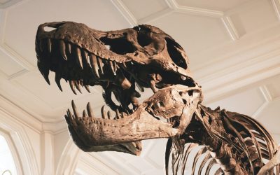 Un os de dinozaur descoperit în New Mexico în anii ’70 pune din nou în lumină diversitatea și evoluția vieții preistorice din America de Nord, sugerând existența unor speciile apropiate de T-Rex cu milioane de ani înainte de apariția celebrului tyrannosaur