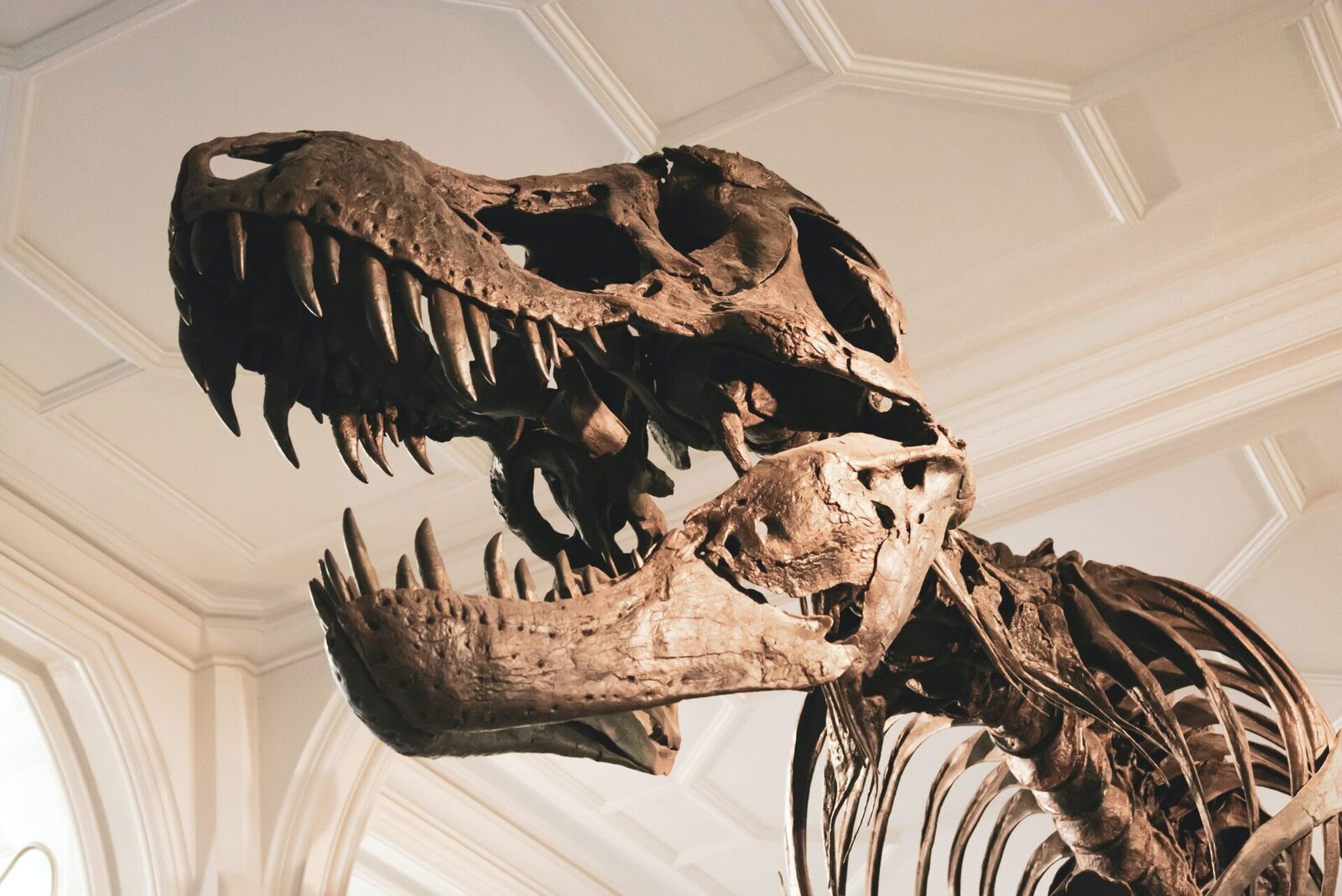 Un os de dinozaur descoperit în New Mexico în anii ’70 pune din nou în lumină diversitatea și evoluția vieții preistorice din America de Nord, sugerând existența unor speciile apropiate de T-Rex cu milioane de ani înainte de apariția celebrului tyrannosaur