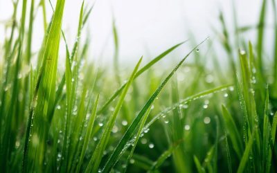 Test de cultură generală: De ce este iarba verde?