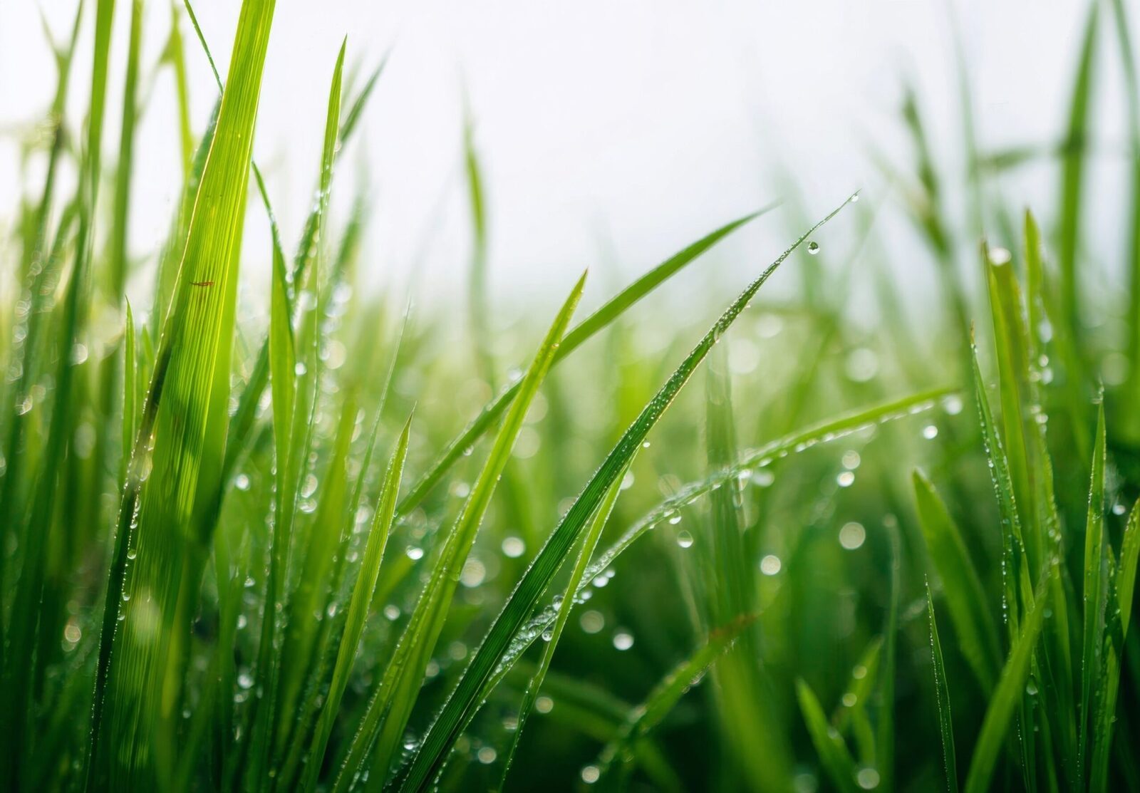 Test de cultură generală: De ce este iarba verde?