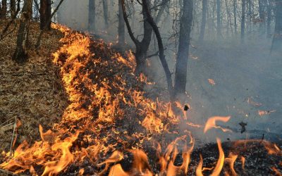 Incendii devastatoare în Maramureș: peste 90 de hectare de vegetație și pădure distruse în ultimele 24 de ore În ultimele zile, județul Maramureș a fost scena unor incendii de vegetație care au pus la grea încercare eforturile pompierilor și autorităților locale