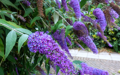 Buddleja, arbustul exotic adus din Asia, a devenit un must-have pentru grădinarii români interesați de frumusețea naturală și biodiversitatea locală