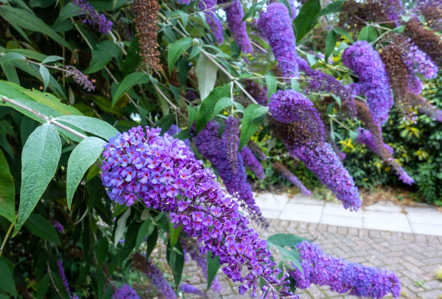 Buddleja, arbustul exotic adus din Asia, a devenit un must-have pentru grădinarii români interesați de frumusețea naturală și biodiversitatea locală