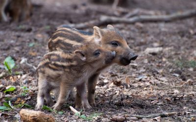 Tensiune în Sântandrei: mistreții invadează zonele urbane din cauza schimbărilor din habitatul natural O situație neașteptată a luat prin surprindere autoritățile și cetățenii din localitatea bihoreană Sântandrei, unde un grup de mistreți a fost surprins patrulând pe străzile orașului
