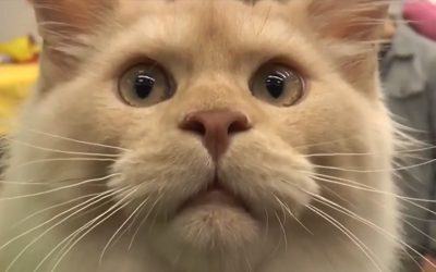 Cel mai important eveniment global dedicat iubitorilor de feline a adunat, în acest weekend la București, cei mai frumoși și rari reprezentanți ai lumii feline