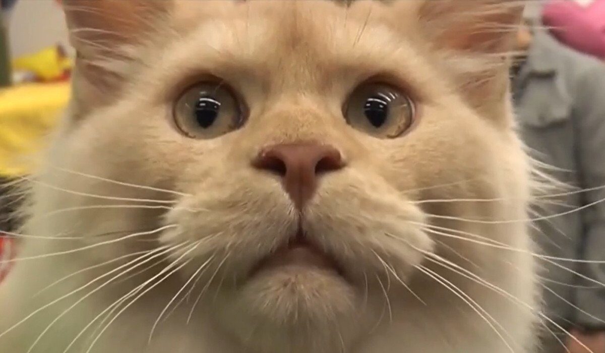 Cel mai important eveniment global dedicat iubitorilor de feline a adunat, în acest weekend la București, cei mai frumoși și rari reprezentanți ai lumii feline