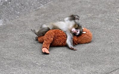 Maimuța Punch, simbol al suferinței în captivitate, își regăsește încet liniștea după perioade de agresiune O imagine care a făcut furori în mediul online a readus în prim-plan situația dificilă în care se află animalele din captivitate