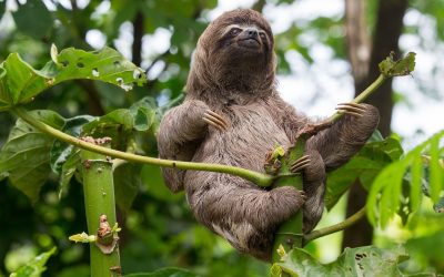 De ce mamiferele sunt mai șterse din punct de vedere coloristic comparativ cu alte specii? Este o întrebare care a intrigat biologii și pasionații de natură de ani de zile
