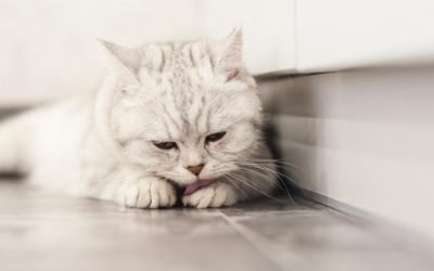 Pericolul ascuns al pisicilor: boala transmisă de căpușe poate ajunge și la oameni O boală gravă, transmisă în principal de către căpușe, devine tot mai frecvent întâlnită în rândul oamenilor, iar ultimele cazuri semnalează o extindere surprinzătoare: această infecție poate fi contractată nu doar prin mușcătura acestor paraziți, ci și de la pisici