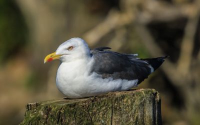 Păsările contribuie involuntar la răspândirea poluării cu plastic