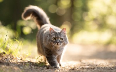 O situație surprinzătoare și tensionată legată de adopția unei pisici provenite din Tunisia scoate la iveală provocările birocratice și problemele legate de controlul animalelor în Franța