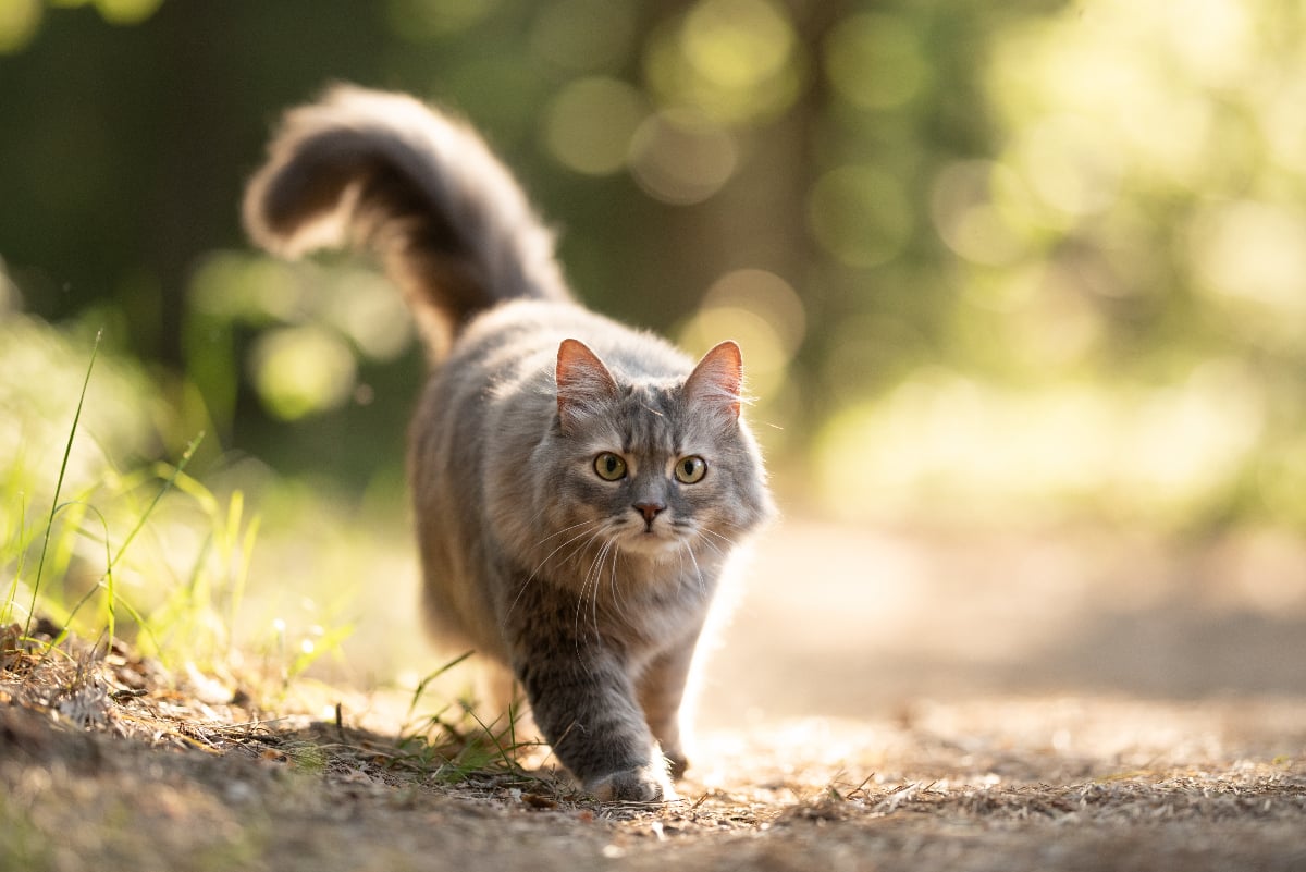 O situație surprinzătoare și tensionată legată de adopția unei pisici provenite din Tunisia scoate la iveală provocările birocratice și problemele legate de controlul animalelor în Franța