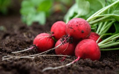 Sezonul plantatului de ridichi se apropie cu pași repezi, iar pentru pasionații de grădinărit, momentul este esențial pentru a obține o recoltă rapidă și gustoasă