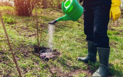 Primăvara aduce nu doar revenirea naturii la viață, ci și o serie de lucrări esențiale pentru pomicultorii care doresc să-și asigure o cultură bogată și sănătoasă