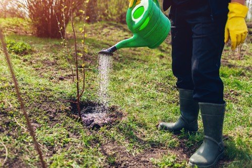 Primăvara aduce nu doar revenirea naturii la viață, ci și o serie de lucrări esențiale pentru pomicultorii care doresc să-și asigure o cultură bogată și sănătoasă