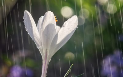 Vremea primăvărată își face simțită prezența mai devreme în România, aducând temperaturi mai calde decât cele obișnuite pentru această perioadă a anului