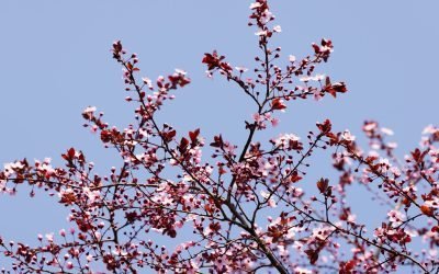 Vreme instabilă și temperaturi imprevizibile: ce ne așteaptă în lunile aprilie și mai Primăvara anului 2023 se anunță a fi marchată de variații semnificative, cu o tendință spre temperaturi ușor peste valorile normale pentru luna martie și cu posibilitatea unor schimbări bruste în februarie și aprilie