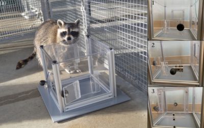 Ratonii, cunoscuți pentru năzbâtiile lor urbane, dovedesc de acum că sunt mai mult decât niște „hoți de cartier” sau animale aventuriere care explorează tomberoanele