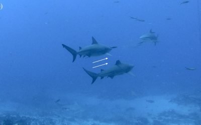 Rechinul-taur, una dintre cele mai temute și adesea percepute ca fiind solitară a recifurilor oceanice, își dezvăluie acum o față neașteptată