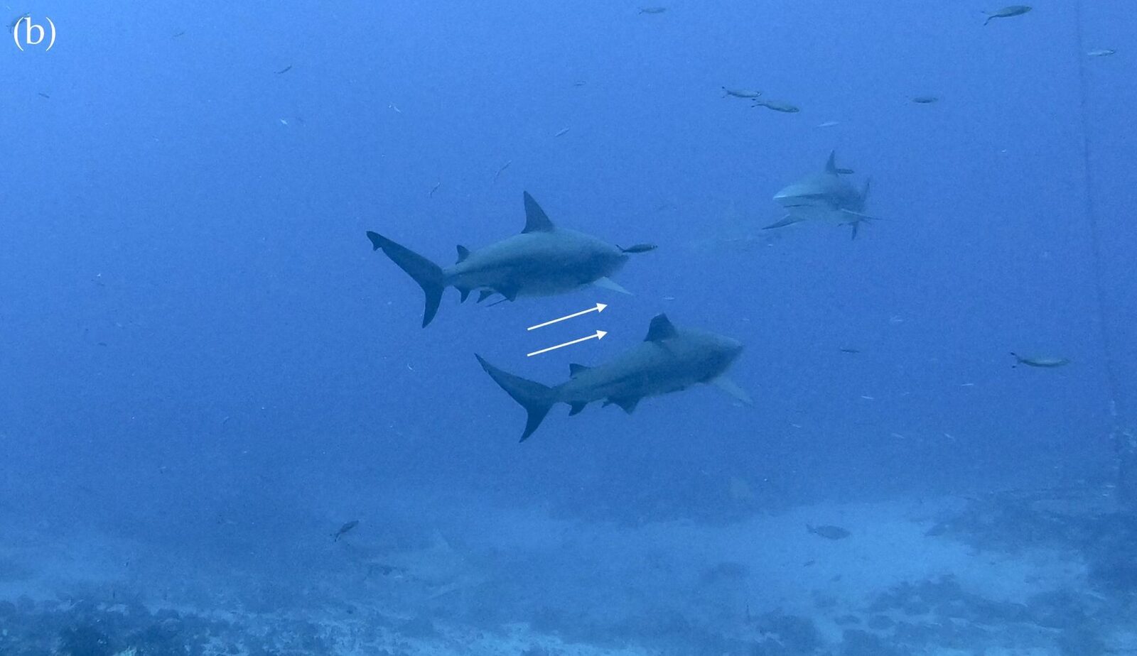 Rechinul-taur, una dintre cele mai temute și adesea percepute ca fiind solitară a recifurilor oceanice, își dezvăluie acum o față neașteptată