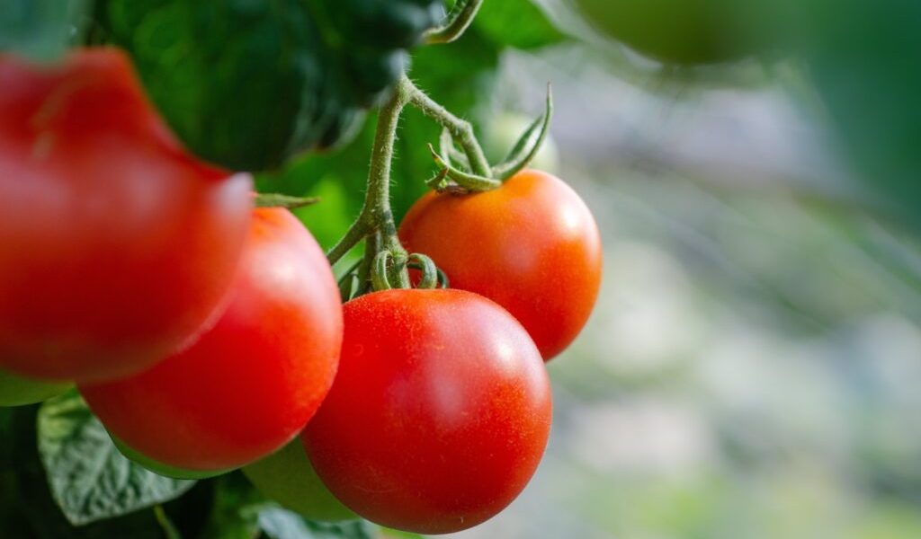 Primele tomate românești din solarii, apărute timid pe pianoarele din orașe, au transmis de câteva zile un semnal clar: sezonul de vară gastronomic începe la noi în țară