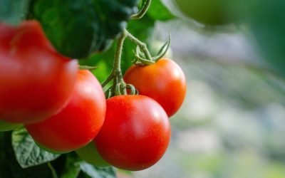 Primele tomate românești din solarii, apărute timid pe pianoarele din orașe, au transmis de câteva zile un semnal clar: sezonul de vară gastronomic începe la noi în țară