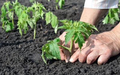 Primăvara aduce în curțile și grădinile românești un-vital prilej de a planta roșii, dar în același timp impune și o atenție deosebită la momentul adecvat pentru a începe această activitate