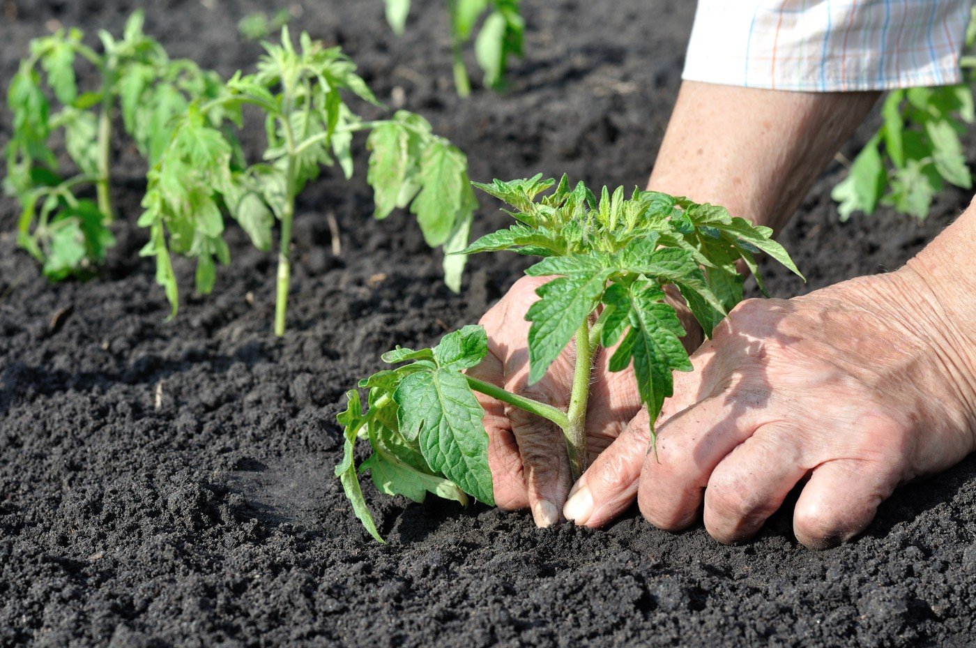 Primăvara aduce în curțile și grădinile românești un-vital prilej de a planta roșii, dar în același timp impune și o atenție deosebită la momentul adecvat pentru a începe această activitate