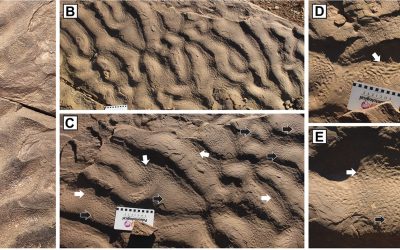 Dovezi de viață antică, surprinzătoare și neașteptate, au fost descoperite într-un loc unde, conform regulilor și cunoștințelor geologice, acestea nu ar fi trebuit să existe