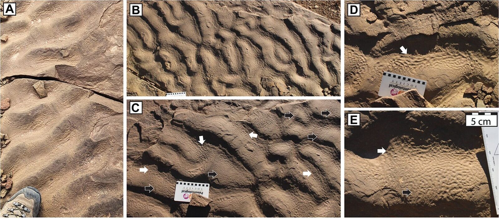 Dovezi de viață antică, surprinzătoare și neașteptate, au fost descoperite într-un loc unde, conform regulilor și cunoștințelor geologice, acestea nu ar fi trebuit să existe