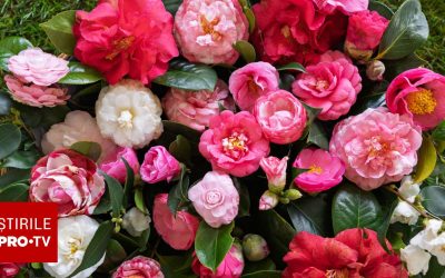 Cameliile, arbustele spectaculoase care aduc culoare și eleganță în grădinile românești În peisajul diversificat al plantelor ornamentale, cameliile se remarcă prin frumusețea lor aparte și prin caracteristicile remarcabile, devenind alegerea preferată a multor pasionați de grădinărit