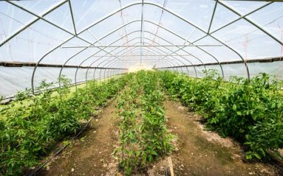 Temperatura solului și a aerului joacă un rol crucial în succesul culturilor de legume în solar