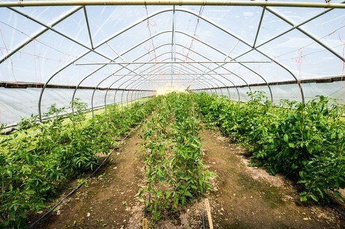 Temperatura solului și a aerului joacă un rol crucial în succesul culturilor de legume în solar