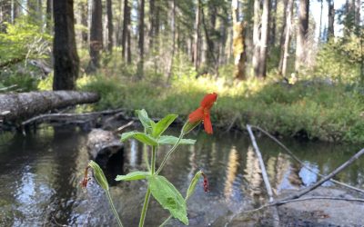 Cercetare senzațională: plantă care a evoluat rapid pentru a supraviețui unei megasecete în Vestul Statelor Unite În timpul celei mai severe secete înregistrate vreodată în vestul SUA și în părți din Mexic, o plantă rară a reușit să supraviețuiască și chiar să prospere, o descoperire care le-ar putea rescrie înțelegerile despre adaptarea rapidă a speciilor la schimbările climatic