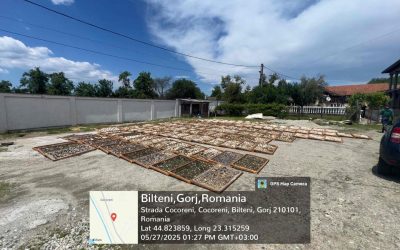 Autoritățile române au intensificat acțiunile de control în domeniul recoltării și comercializării ilegale de trufe și fructe de pădure, în cadrul unei campanii coordonate desfășurate anul trecut