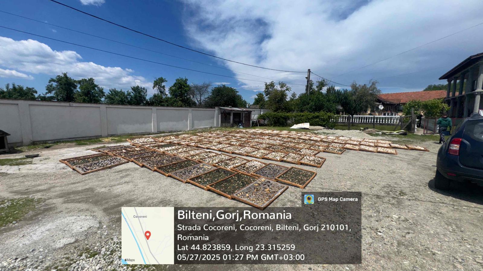 Autoritățile române au intensificat acțiunile de control în domeniul recoltării și comercializării ilegale de trufe și fructe de pădure, în cadrul unei campanii coordonate desfășurate anul trecut
