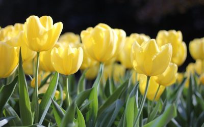 Vremea de martie se menține călduroasă pentru această perioadă a anului, aducând zile cu temperaturi plăcute și cer senin în cea mai mare parte a țării