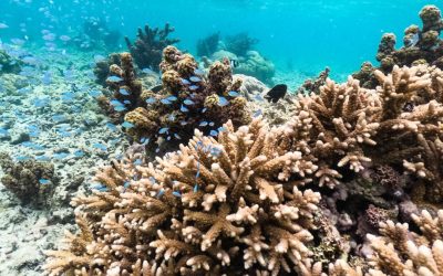 Un cuplu italian riscă o amendă uriașă după ce s-a întors recent din vacanța în Mauritius, având cu sine opt corali protejați, ascunși în valize