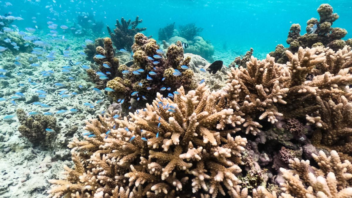 Un cuplu italian riscă o amendă uriașă după ce s-a întors recent din vacanța în Mauritius, având cu sine opt corali protejați, ascunși în valize