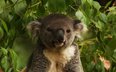 Refacerea spectaculoasă a populației de koala din Victoria schimbă pentru totdeauna modul în care înțeleag și gestionează speciile vulnerabile După decenii în care koala din Australia a fost considerată un exemplu clasic al impactului devastator al vânătorii și al pierderii habitatului, un studiu recent aduce o perspectivă surprinzătoare asupra potențialului de recuperare al acestei specii