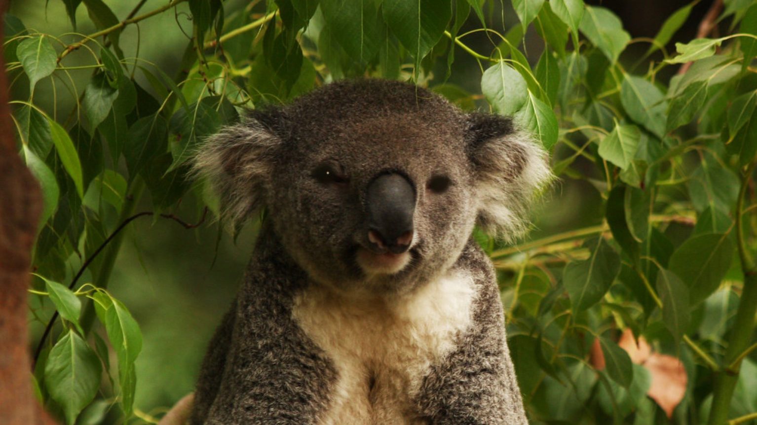 Refacerea spectaculoasă a populației de koala din Victoria schimbă pentru totdeauna modul în care înțeleag și gestionează speciile vulnerabile După decenii în care koala din Australia a fost considerată un exemplu clasic al impactului devastator al vânătorii și al pierderii habitatului, un studiu recent aduce o perspectivă surprinzătoare asupra potențialului de recuperare al acestei specii