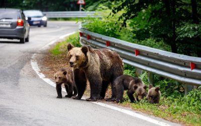 O petiție prin care se solicită sancționarea modului în care România gestionează populația de urși brun, specie protejată la nivel european, a fost recent acceptată și publicată pe site-ul Parlamentului European