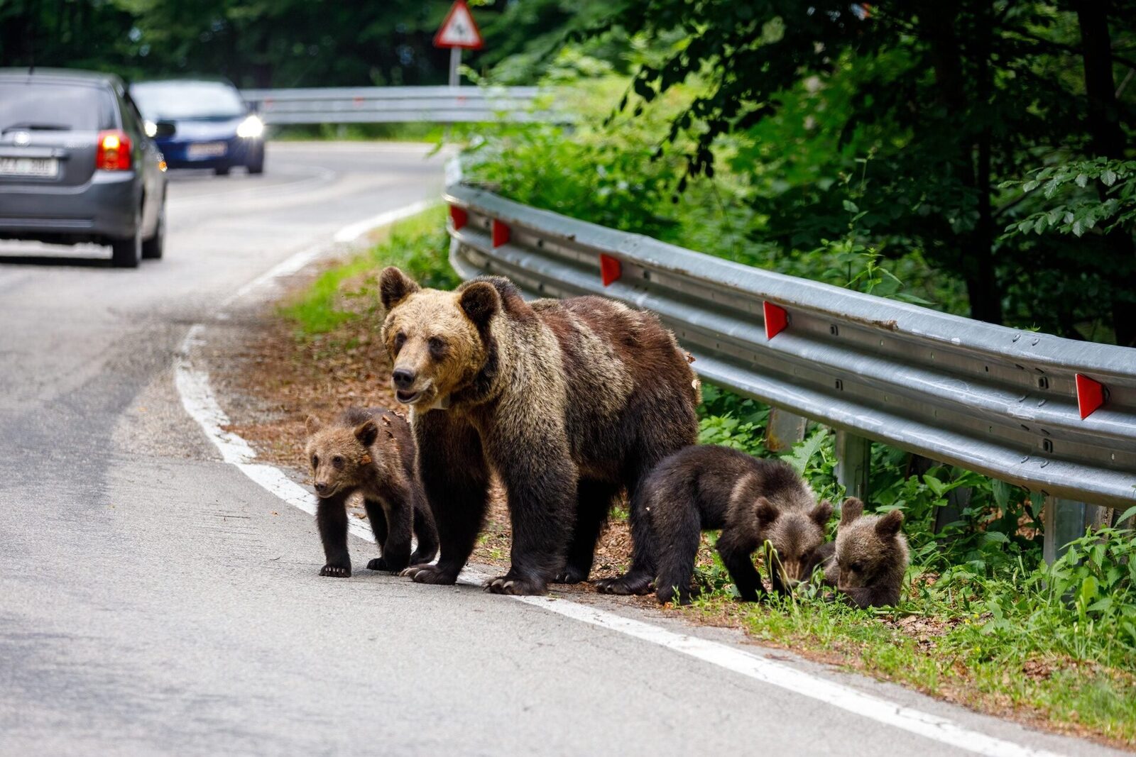 O petiție prin care se solicită sancționarea modului în care România gestionează populația de urși brun, specie protejată la nivel european, a fost recent acceptată și publicată pe site-ul Parlamentului European