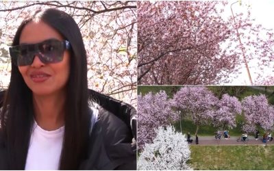 Timișoara devine din nou un răsfăț vizual în luna martie, când orașul de pe Bega capătă pentru câteva săptămâni un aspect de poveste