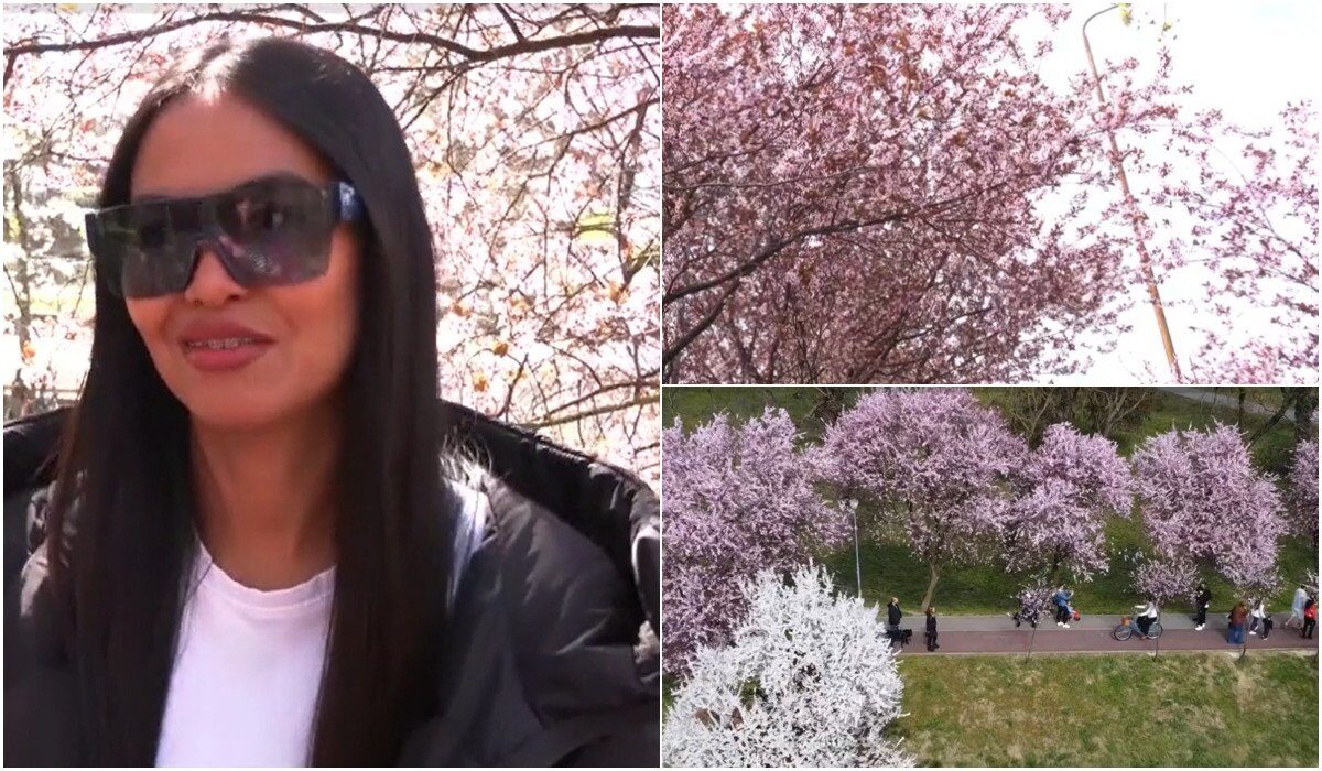 Timișoara devine din nou un răsfăț vizual în luna martie, când orașul de pe Bega capătă pentru câteva săptămâni un aspect de poveste