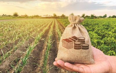 Străinii, marii beneficiari ai subvențiilor agricole: Mateiu și Anghel, singurii români în top