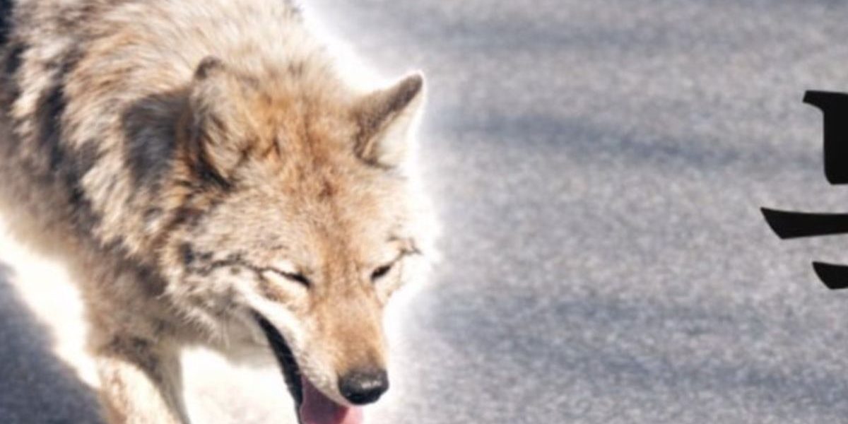 Coreea de Sud: Un bărbat, arestat pentru o poză IA cu un lup fugar